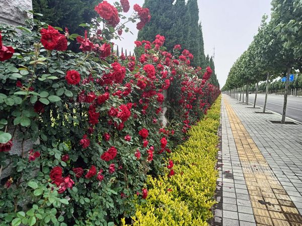 微信图片_20230629082451.jpg